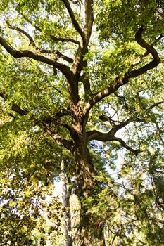Majestic trees in the garden under the sun in Spain
