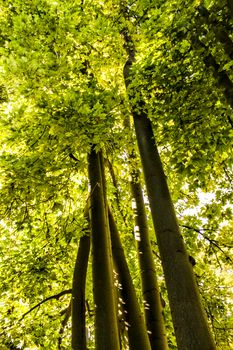Majestic trees in the garden under the sun in Spain