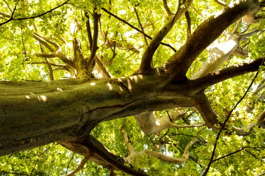 Majestic trees in the garden under the sun in Spain