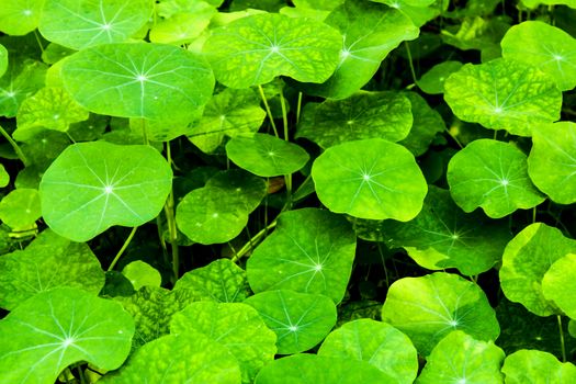 Colorful and beautiful green tropaeolum majus in the garden