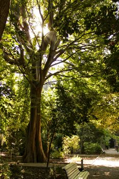 Majestic trees in the garden under the sun in Spain