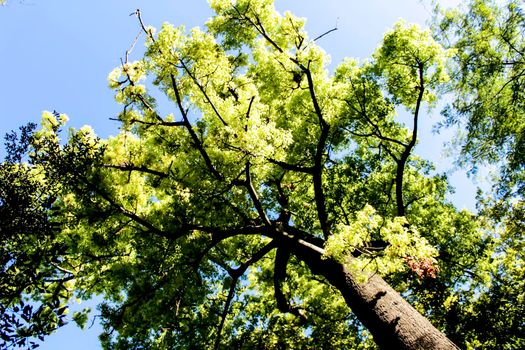Majestic trees in the garden under the sun in Spain