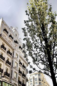 Beautiful tree with white flowers in the street in Madrid in Spring. Vintage facades in the background.