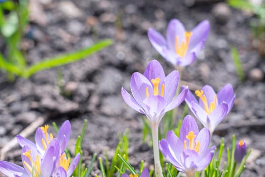 blue Crocus flower on a beautiful background macro