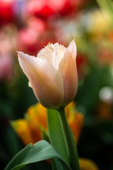 Beautiful colorful tulips flower in spring time garden