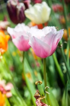 Beautiful colorful tulips flower in spring time garden