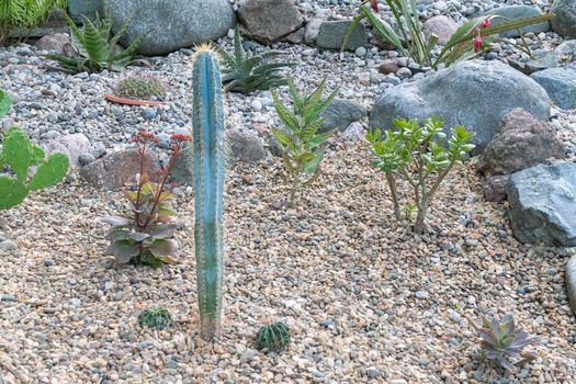 different types of cacti on the same bed. High quality photo