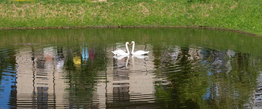 On the city pond, floating swans arched their necks in the shape of hearts.