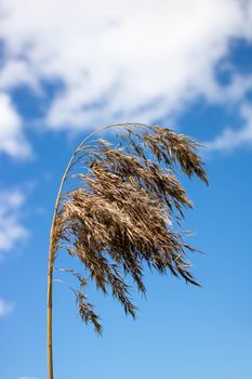 A reed branch against a background of blue sky and white clouds.Pampas grass with light blue sky and clouds.