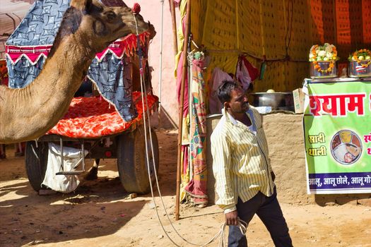 Pushkar, India - November 10, 2016: A man walking his camel in famous pushkar or kartik fair. India's largest camel, horse and cattle fairs