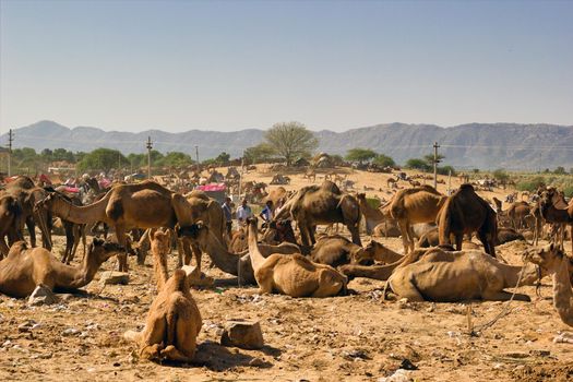 Pushkar, India - November 10, 2016: Bunch of Camels sitting on a desert at pushkar camel festival as a part of trade. India's largest camel, horse and cattle fairs in the state of Rajasthan