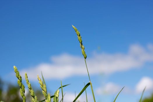A green spike in a field of grass and a blue sky with white clouds in a blur.