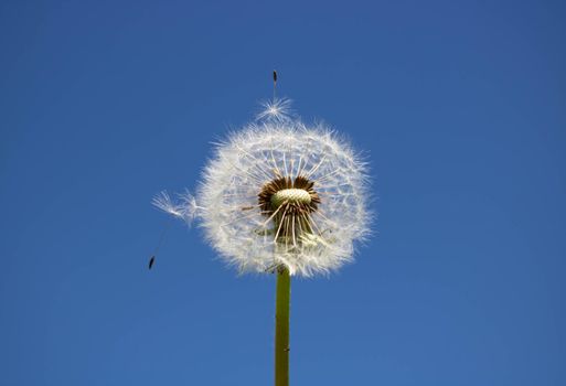 White fluffy dandelion with seeds, against a clear blue sky.