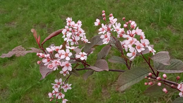 Blossom tree over nature background Spring flowers Spring Background, sakkura bloom. Sakura Flowers Background. Spring Sacura Blossom.