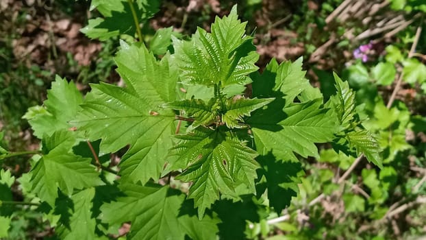 Viburnum, green foliage in nature. Nature concept for green design.