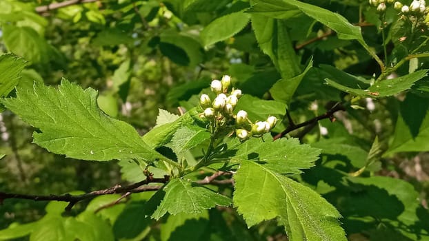 Kalina flowers. Viburnum opulus In Russia the Viburnum fruit is called kalina and is considered a national symbol. Kalina derived from kalit or raskalyat, which means to make red-hot.