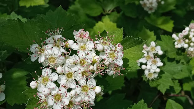 Flowers of hawthorn on a branch with leaves in the rays of the morning sun. Blooming spring tree.