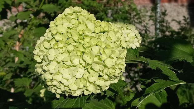 Beautiful white balls of blooming Viburnum opulus Roseum on dark green background. White Guelder Rose or Viburnum opulus Sterilis, Snowball Bush.