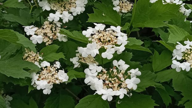 Kalina flowers. Viburnum opulus In Russia the Viburnum fruit is called kalina and is considered a national symbol. Kalina derived from kalit or raskalyat, which means to make red-hot.