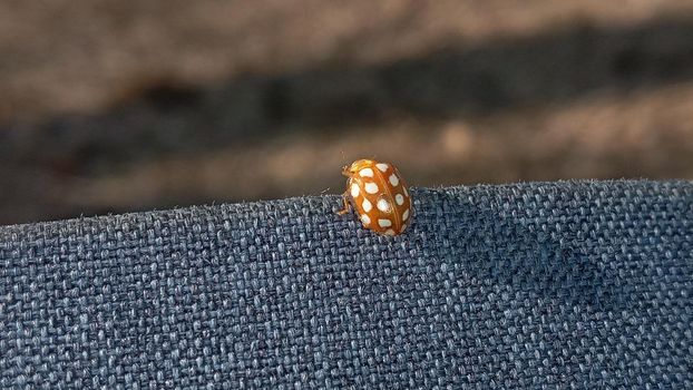 Ladybug yellow in nature in Siberia, Ladybug beetles. Calvia quatuordecimguttata. Ladybug, orange, animal, yellow, spotted. Ladybug orange waiting to molt.