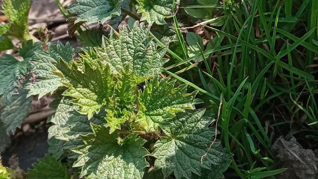 Nettle dioecious or stinging nettle, in the garden, fresh leaves. Stinging nettle, a medicinal plant that is used as a hemostatic, diuretic, antipyretic, wound healing, anti-rheumatic agen