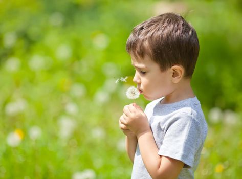 Little cute boy blowing dandelion on blurred dandelion field