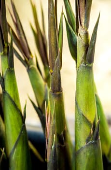 Texture of bamboo shoot, vegetable background