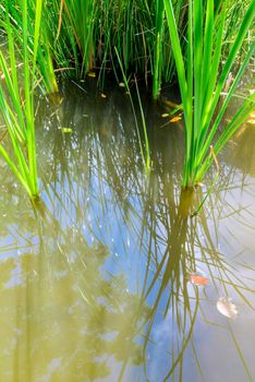 Fresh green leaves of aquatic Sedge weed