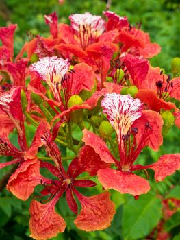 Red flower of Flame Tree or Foreign peacock tail