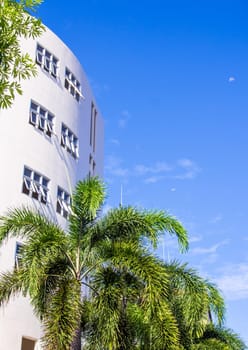 Bright blue sky with white building and the palm tree