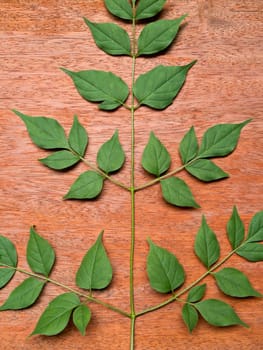 Green leaves placed on the wooden board