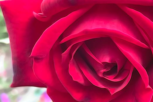 close up rose flower in nature