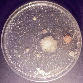 Petri dishes with culture medium and mold in the laboratory