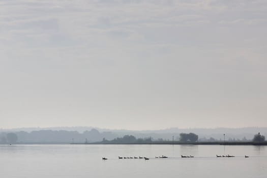 row of geese on river rhine near utrechtse heuvelrug in holland on foggy morning in summer