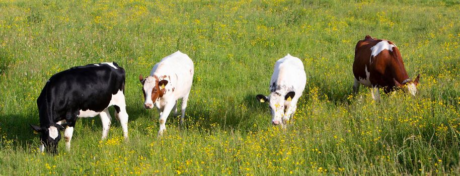 spotted cows in green grassy summer meadow with yellow flowers in the centre of the netherlands