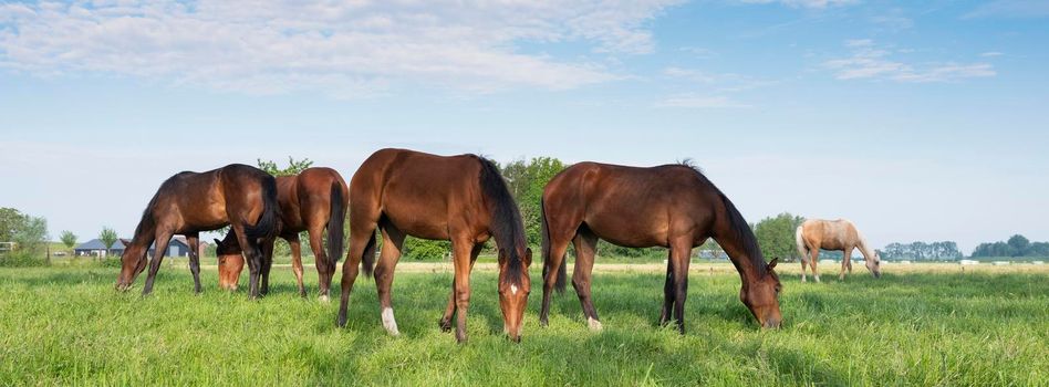 five young horses grazing in fresh green grass of meadow near utrecht in holland under blue sky in spring