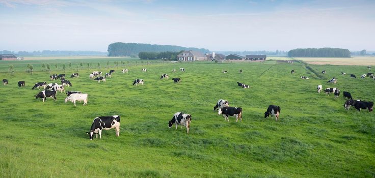 black and white spotted cows in green grassy meadow near farm under blue sky seen from height of dike in holland between utrecht and arnhem near river rhine