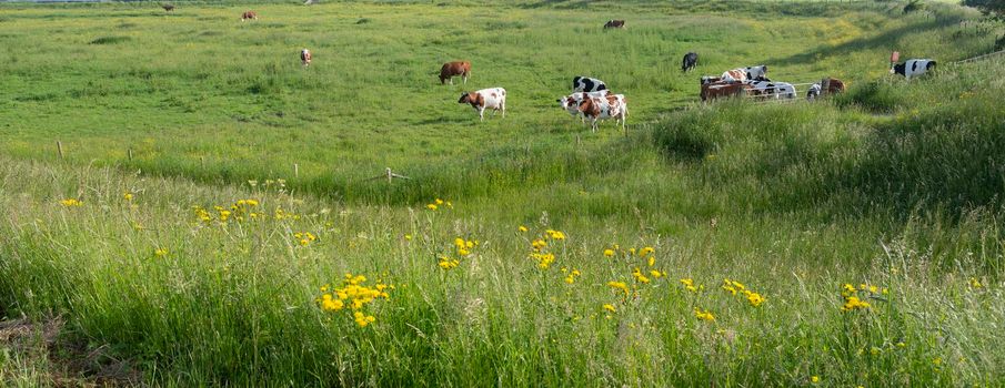 spotted cows in green grassy summer meadow with yellow flowers in the centre of the netherlands