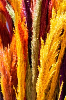 Dried dyed colorful  flower for doceration purposes