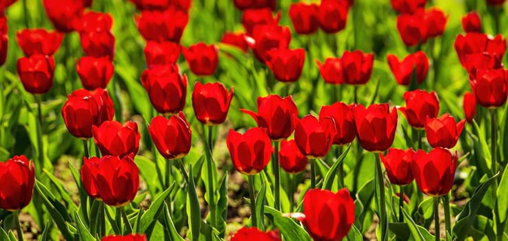 A field of red blooming tulips illuminated by sunlight.