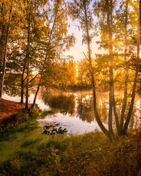 Golden misty sunrise on the pond in the autumn morning. Birch trees with rays of the sun cutting through the branches, reflected in the water.