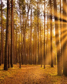 Sunset or sunrise in the autumn pine forest. Sunbeams shining between tree trunks.