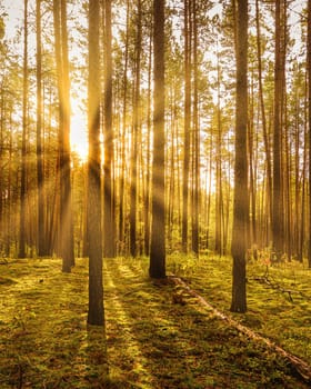 Sunset or sunrise in the autumn pine forest. Sunbeams shining between tree trunks.