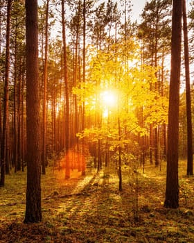 Maple with golden leaves in the autumn pine forest at sunset or sunrise. Sunbeams shining between tree trunks.