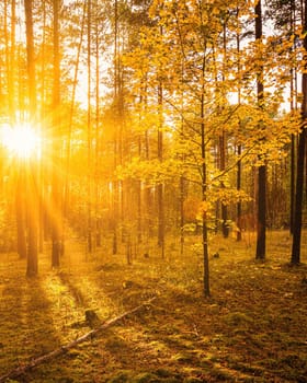 Maple with golden leaves in the autumn pine forest at sunset or sunrise. Sunbeams shining between tree trunks.