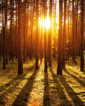 Sunset or sunrise in the autumn pine forest. Sunbeams shining between tree trunks.