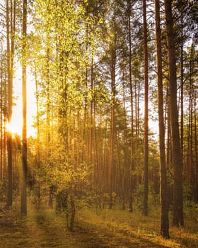 Maple with golden leaves in the autumn pine forest at sunset or sunrise. Sunbeams shining between tree trunks.