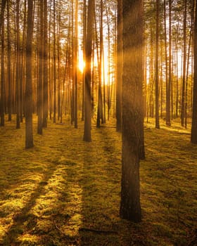 Sunset or sunrise in the autumn pine forest. Sunbeams shining between tree trunks.