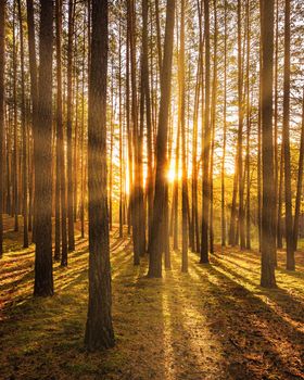 Sunset or sunrise in the autumn pine forest. Sunbeams shining between tree trunks.