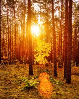 Maple with golden leaves in the autumn pine forest at sunset or sunrise. Sunbeams shining between tree trunks.